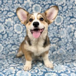 Waffles - Red female Pembroke Welsh Corgi puppy in Columbia, Tennessee from Wiggle B Ranch Corgis