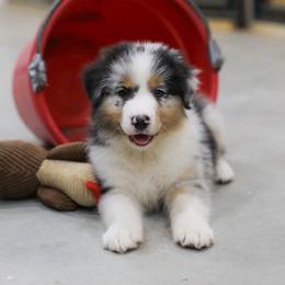 Sammy - Blue merle male Australian Shepherd puppy in Bagley, Iowa from Diamond M Aussies