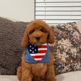 Blaze - Red  male Goldendoodle puppy in Anaheim, California from Cuddle Bear Doodles