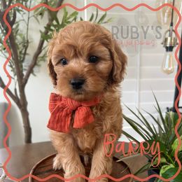 Red Collar - Red male Cavapoo puppy in West Jordan, Utah from Ruby's Cavapoos