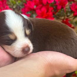 AKC Bean (Natural Tail) - Red tri-color male Australian Shepherd puppy in Jonesborough, Tennessee from 5AFarms