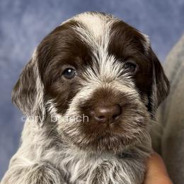 Girl 1 - Brown and gray female Wirehaired Pointing Griffon puppy in Milton, Florida from Dry Branch