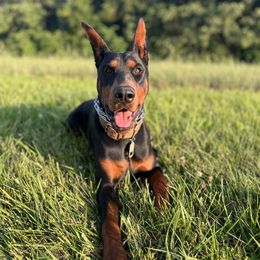 Deacon - Doberman Pinscher