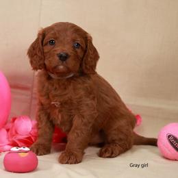 Gray Girl Cavadoodle - Red female Assorted Doodle Crosses puppy in Colonial Beach, Virginia from Bristol Mine Kennels