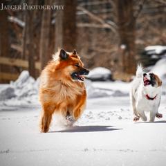 Icelandic Sheepdog Puppies from Windswept Icelandic Sheepdogs