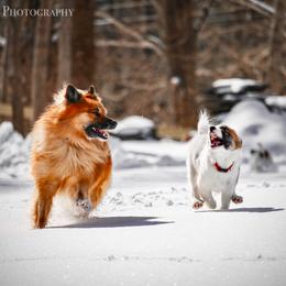 Icelandic Sheepdog Puppies from Windswept Icelandic Sheepdogs