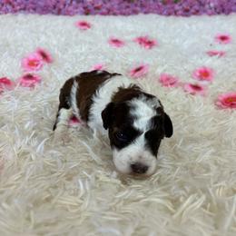 Chuckie - Parti male Miniature Schnauzer puppy in Clover, South Carolina from Bobo’s Babies Kennels