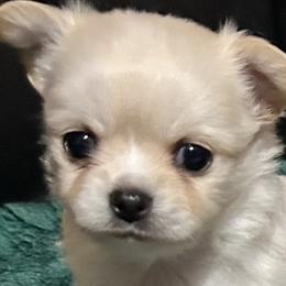 Elijah - Cream male Chihuahua puppy in Lake George, New York from Moonhill Chihuahuas