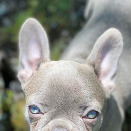 Boston Terriers and French Bulldogs from Billick's Bostons