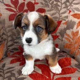 Frosty - Sable and white male American Corgi puppy in Waskom, Texas from Piney Woods Corgis