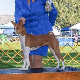 Bakari - Basenji