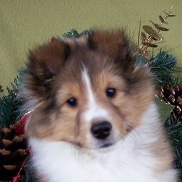 "Becky" Shetland Sheepdog Puppies from Acres Flats Shelties