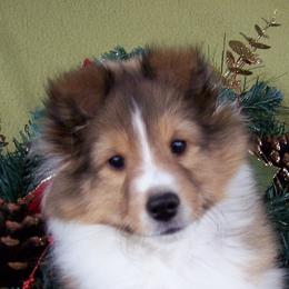 "Becky" Shetland Sheepdog Puppies from Acres Flats Shelties