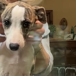 Whippets from Kathy Rasmussen