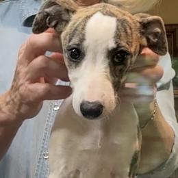 Whippets from Kathy Rasmussen