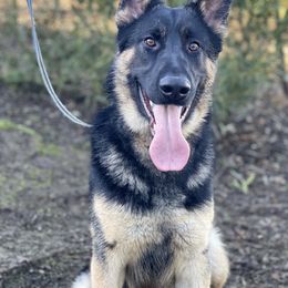 Dachshund and German Shepherd Puppies from Zwinger vom Donau-Ries