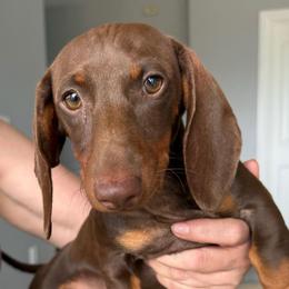 Female 2 - Chocolate and tan female Dachshund puppy in San Diego, California from San Diego Dachshunds