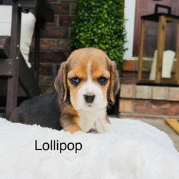 Lollipop - Black tan and white female Beagle puppy in Mansfield, Missouri from Rippee Creek Kennel