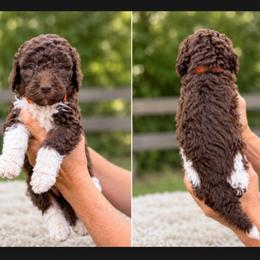 Storm - Parti male Goldendoodle puppy in Jasper, Georgia from Harrington Doodles & Poodles