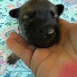 Zira - Sable female Working Dog Cross puppy in Sheridan, Arkansas from Dark Sky Kennels