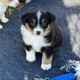 Broken white collar - Black tri female Miniature Australian Shepherd puppy in Graham, North Carolina from Thompson Farm Mini Aussies