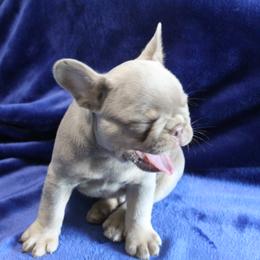 French Bulldog Puppies from R & S Frenchies