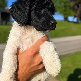 Ryder - Parti male Poodle puppy in Washington, Pennsylvania from Patriotic Poodles
