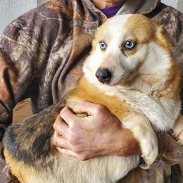 Pembroke Welsh Corgi puppies from Prairie Fen Farm
