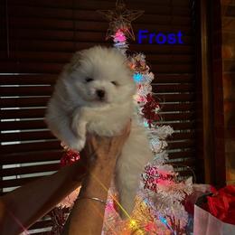 Frost - Cream parti male Pomeranian puppy in Odessa, Texas from Cherry's Poms