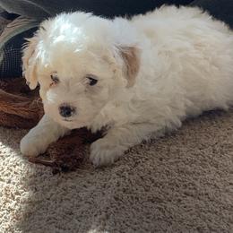 Gus - Parti male Poodle puppy in Haddam, Kansas from Golden B Acres