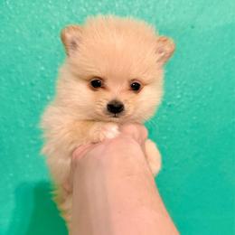 Leia - Cream parti female Pomeranian puppy in Stroud, Oklahoma from Laik’s Little Shihtz & Poms