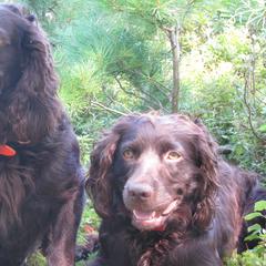 Boykin Spaniels from Northern Boykins