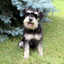 Darling - Black and silver female Miniature Schnauzer puppy in Klingerstown, Pennsylvania from Clay Hill Kennels