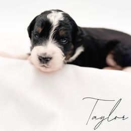 Taylor - Tri-color female Bernedoodle puppy in Tipton, Indiana from Country Creek Doodles