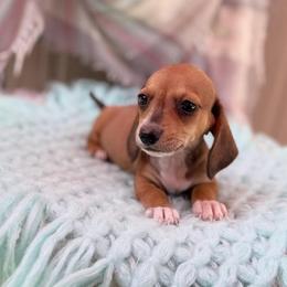 Spencer - Piebald male Dachshund puppy in Decatur, Mississippi from KP Dachshunds
