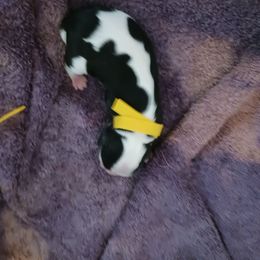 Yellow collar - Tri-color male Cavalier King Charles Spaniel puppy in Albany, Oregon from Hit Parade Cavaliers