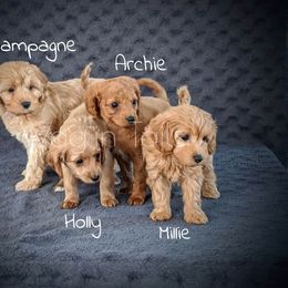 Bernedoodle and Cavapoo Puppies from Wag'in Tails