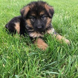 German Shepherd Puppies from My Bodyguard German Shepherd Dogs