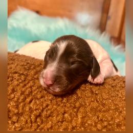 Twix - Chocolate and tan male Dachshund puppy in Louisa, Kentucky from Mini Doxies of Eastern KY