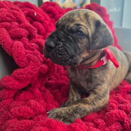 Jackson - Brindle male Great Dane puppy in Granby, Missouri from HCR Great Danes