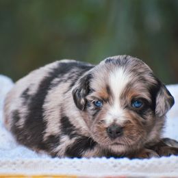 Percy - Blue merle male Miniature American Shepherd puppy in Chocowinity, North Carolina from Foxtail Hollow