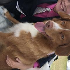 Mastiffs and Nova Scotia Duck Tolling Retrievers from Coopers Mastiffs & Duck Tollers