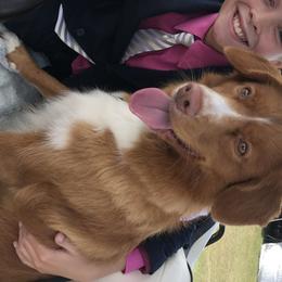 Mastiffs and Nova Scotia Duck Tolling Retrievers from Coopers Mastiffs & Duck Tollers