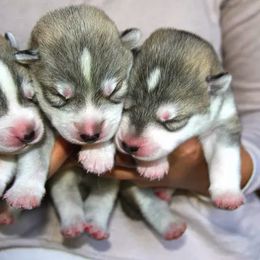 Siberian Husky Puppies from TreeLine Siberians