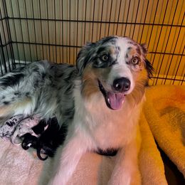 Australian Shepherd, Miniature American Shepherd, Miniature Australian Shepherd, and Toy Australian Shepherd Puppies from Painted Blue Aussies