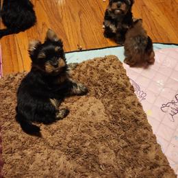 Ollie - Black and tan male Yorkshire Terrier puppy in Dallas, North Carolina from Mandy's Miracles