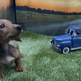 Shaded Red Wirehair Male - Red male Dachshund puppy in Killeen, Texas from Southern Dachshunds