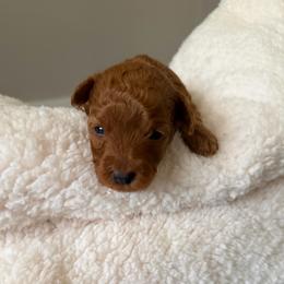 Red male - Red  male Poodle puppy in Montclair, New Jersey from YC Treasures Poodles