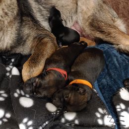 German Shepherd Puppies from Rose Valley German Shepherds