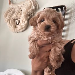 Lady Hallie - Apricot female Maltipoo puppy in Southern,, California from Maltipoo Tiny Pups